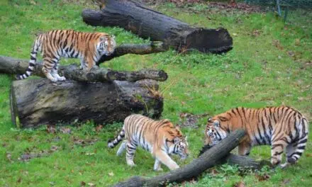 Bellewaerde : Un Zoo Époustouflant pour Toute la Famille ! Tigres et Lions au rendez-vous